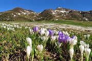 20 I crocus invadono i prati dei Piani d'Avaro con vista in Avaro e Triomen